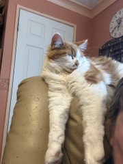 Do you speak 'cat'?