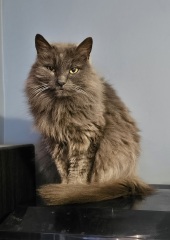 Machiavellian Misbehaviour- the Excellent Cats Deny Everything