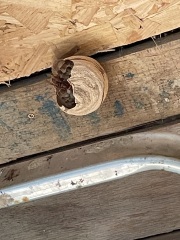 Anyone know if this is a hornet or bees nest? Photos  included.