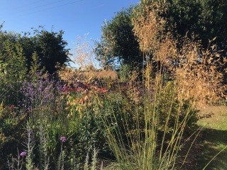 What would you do with this garden?