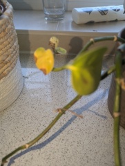 Help! Tradescantia
