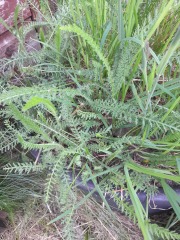 Any Witches here? Part 20