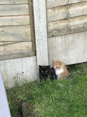 Neighbourhood kittens