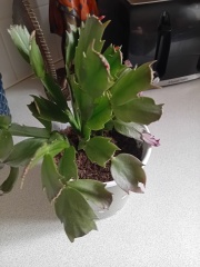 Does this house plant seem ok?
