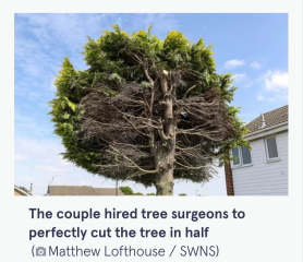Neighbour trimmed the tree that hangs over in to her garden......but