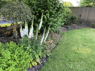 What have you done in the garden today? Part 5