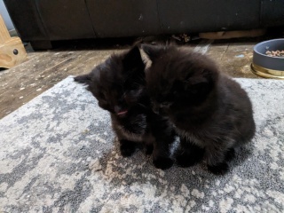 Foster and brand new babies