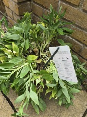 Any hope for these alstroemeria inticancha from Lidl?