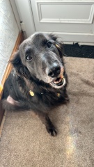 Saved dog by asking for CT scan