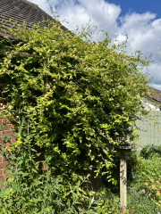 Climbers with a long flowering season