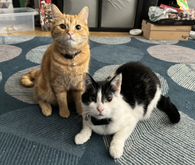 Shall we have a pet thread? Something nice for over the weekend 😁