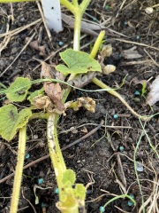 Courgette stems looking poorly