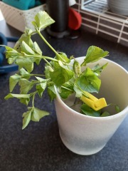 Is this bindweed? Cannot identify this invasive plant.