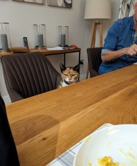 Family cat suggestions