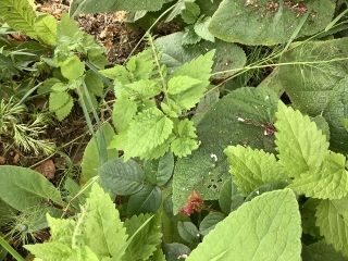 What have you done in the garden today? Part 5
