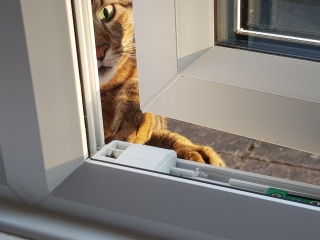 The One where TC moved to Scotland and joined the Excellent Cats