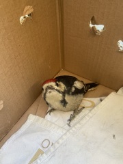 Pigeon drama. What to do?