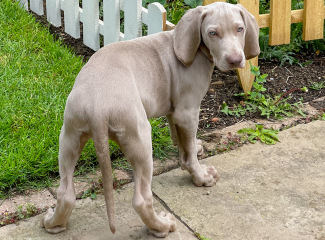 Then and Now - Your Puppy to Adult Dog Photos