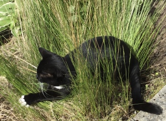 Thread 52 Sunak: The Final Countdown