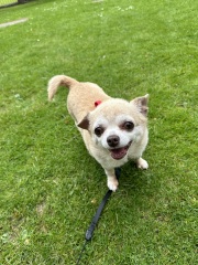 Please tell me about your chihuahua, the good and the bad!