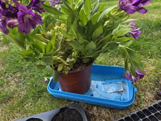 Any hope for these alstroemeria inticancha from Lidl?