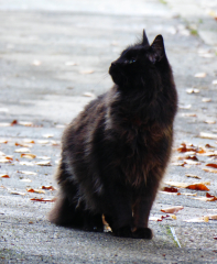 Thread 13 - TalkLair: “I say we take off and nuke the entire site from orbit. It's the only way to be sure.”