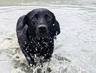 Shall we have a pet thread? Something nice for over the weekend 😁