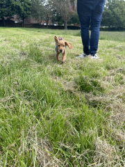 Puppy Survival Thread for New and Old Pups - Spring is around the corner!