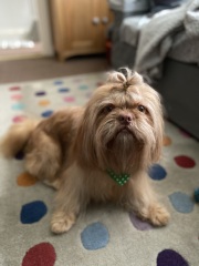 Then and Now - Your Puppy to Adult Dog Photos