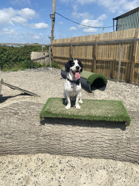To ask you to come and celebrate your dog with me