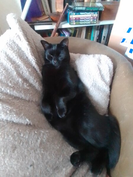 Passports, buckets and spades - the Excellent Cats go on their holidays