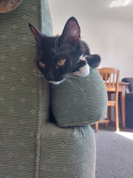 Adopting a cat from Cats Protection