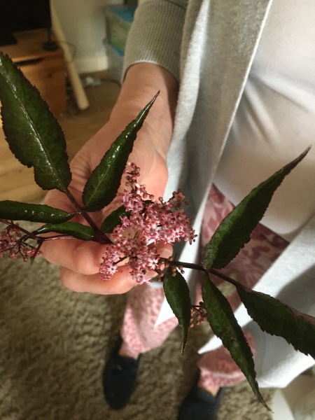 Plant id
