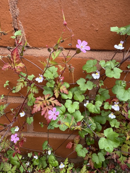 New to the world of plants...can anyone identify these for me?