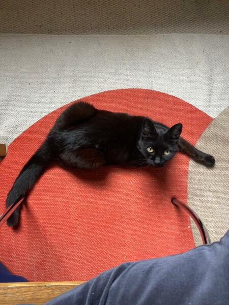 Thread 53 Sunak: Superminority!