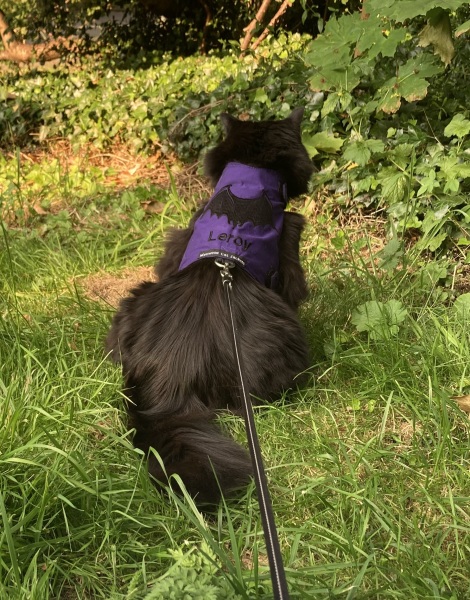 Cat harness recommendation