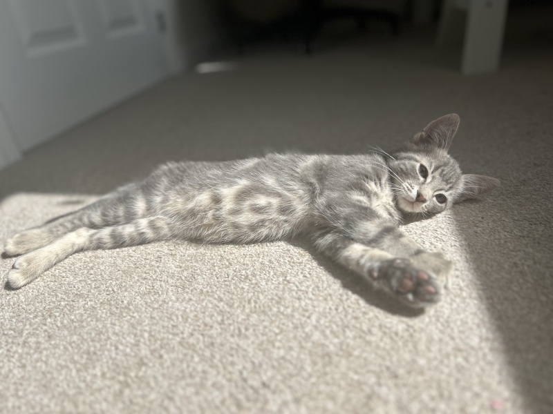 Cat photos