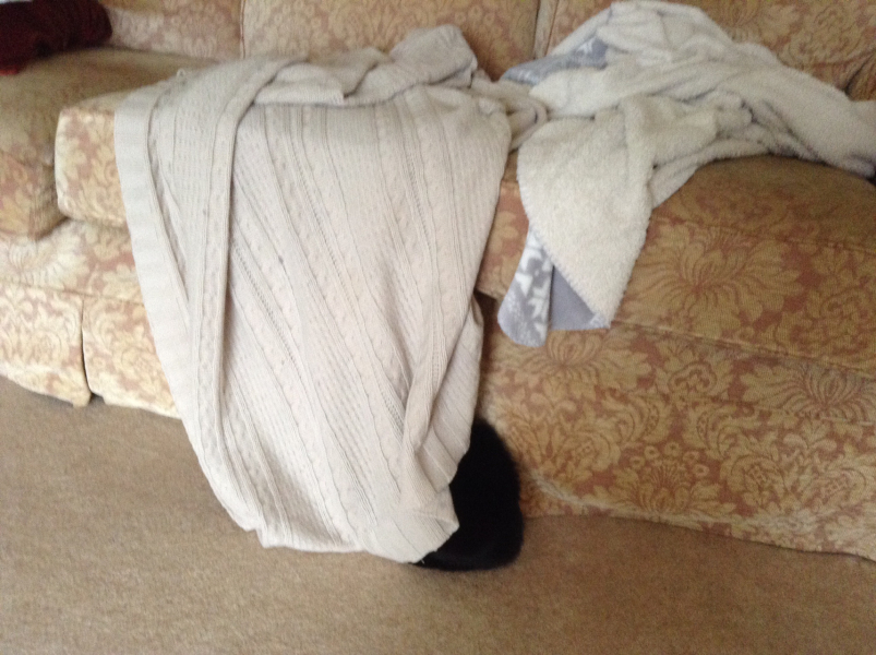 My cat ‘hiding’…. Anyone else have this??