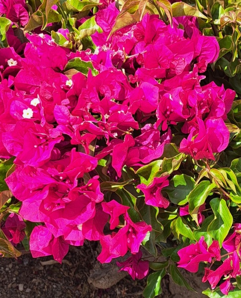 Thread 53 Sunak: Superminority!