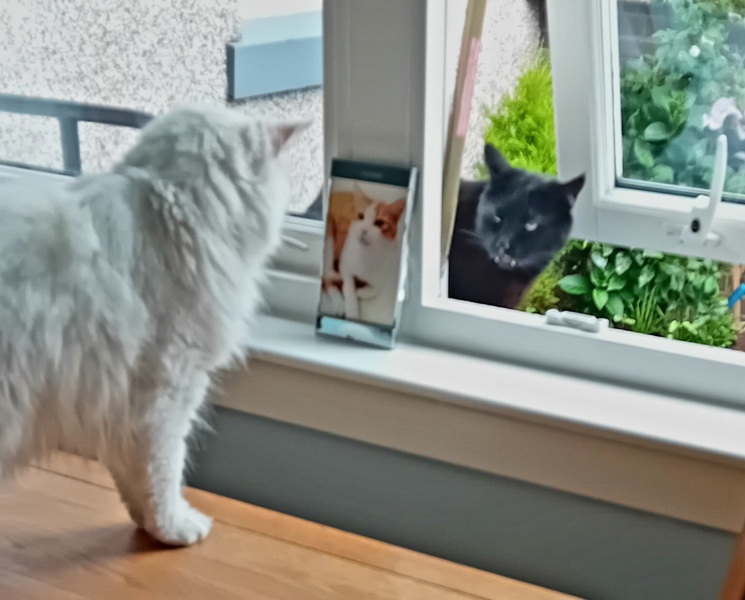 The One where TC moved to Scotland and joined the Excellent Cats