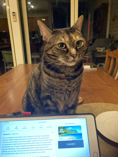 The One where TC moved to Scotland and joined the Excellent Cats