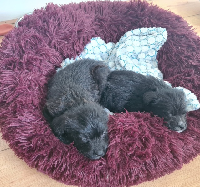 New puppies