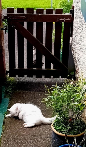 Passports, buckets and spades - the Excellent Cats go on their holidays