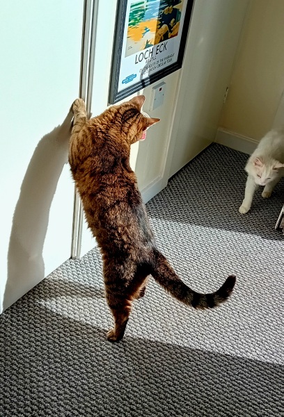 The One where TC moved to Scotland and joined the Excellent Cats