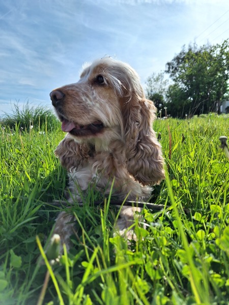 Share Your Dog Stories and Photos! 🐾 Chance to Win £100!