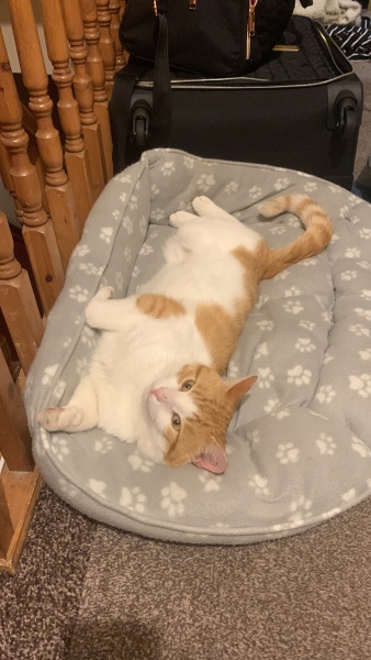 Any Cat experts?