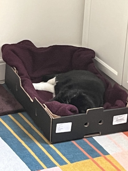 New (first) cat - what sort of bed?