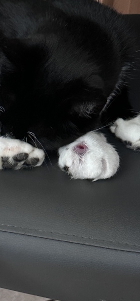 Cats paw bleeding