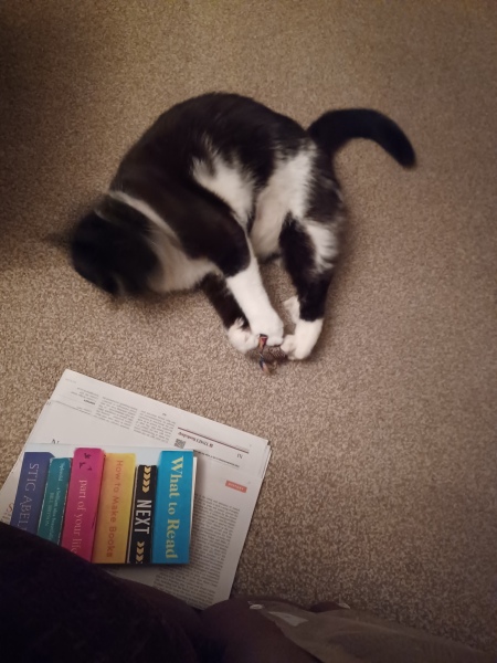 First time cat owner - a few questions