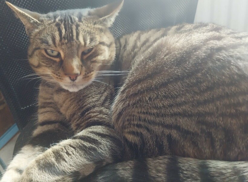 Thread 2. Starmer, return of the Labour government